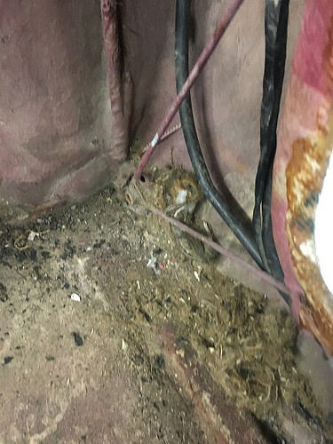 LastMouse.jpg